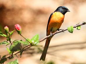 日本大雀山在线视频,探寻日本自然奇观与人文风情